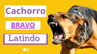 Cachorro Latindo BRAVO   Latido de 8 Cães [upl. by Saidnac]