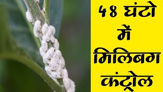 48 घंटो में मिलिबग कंट्रोल । Mealybug Control [upl. by Leler]