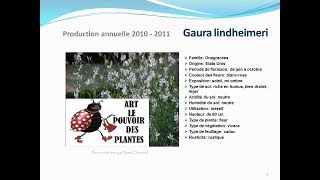 conseils jardinage Gaura lindheimeri fiche technique plante annuelle [upl. by Aidroc]