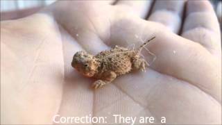 We Found a BABY Texas Horned Lizard a Horny Toad [upl. by Gass153]