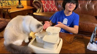 Ceramic Drinking Water Fountain For Pet Cats By MiauStore  How To Set Up First Impression amp Review [upl. by Rutan997]