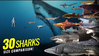 30 Amazing Sharks Size Comparison [upl. by Yrnehnhoj]