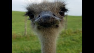 Ostrich  Up Close amp Personal  the Wilds [upl. by Aliuqa719]