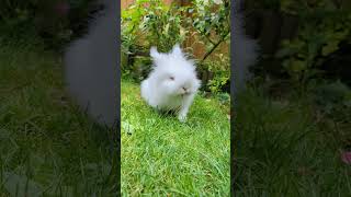 Cute bunny eating grass rabbit relaxing cute [upl. by Ledba792]