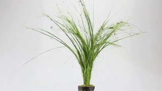 Eleocharis vivipara umbrella hairgrass  Aqua Essentials [upl. by Warton]