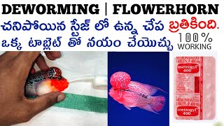 FLOWERHORN FISH DEWORMING PROCESS  AK AQUA TELUGU  ఫ్లవర్ హార్న్ ఫిష్ కి డి వార్మింగ్ చేయడం ఎలా [upl. by Ahsyak]