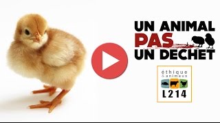 Broyage des poussins dans un couvoir en France  2014 [upl. by Lada]