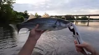 Stripers Every Cast Gaston Bridge Roanoke river Weldon NC Rockfish Capital of the world [upl. by Horsey624]