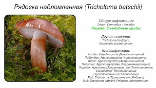 Рядовка надломленная Tricholoma batschii [upl. by Dunham]