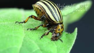 Dégâts de Doryphore adulte sur une feuille daubergine Ref 120805M003 [upl. by Ordnasil]