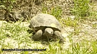 Backyard Wildlife TV  S2E7  Trail Camera Pickup  Gopher Tortoise Deer Bobcats Rabbits amp more [upl. by Yesdnik]