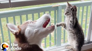 Husky Slowly Becomes Obsessed With His Kitten Brother [upl. by Avilla173]