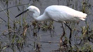 Little Egret  Bird Call  Bird Song [upl. by Ube96]