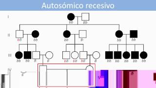 Lec21 Genética humana Análisis de patrones herencia monogénicos en genealogías umh1144 201415 [upl. by Ecyarg]