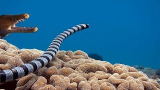 Sea Snake vs Moray Eel  Epic [upl. by Tadeas]