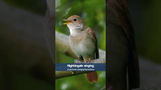 The Nightingales song is becoming rare in the UK shorts [upl. by Feingold64]