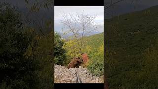 великолепный кадр кабана hunting chasse wildboar охота дикий кабан [upl. by Laicram]