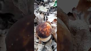 Boletus AereusPorciniAyı Mantarı SteinpilzeGrzby nature [upl. by Oirrad]