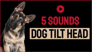 5 Sounds To Make Your Dog Tilt Head [upl. by Briant787]