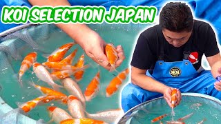 How Baby KOI FISH Are SELECTED  Koi Selection In Japan BREEDER GUIDE [upl. by Demetria993]