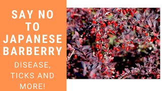 Say NO to Japanese barberryIts removal and alternatives to using it native plant gardens [upl. by Arsuy657]