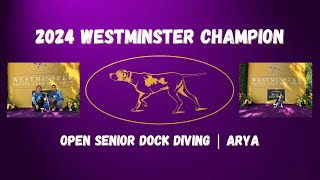 Arya Westminster 2024 Westminster Champion Open Senior Dock Diving [upl. by Lizette220]