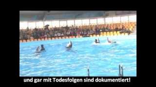 Wildgefangene Delfine aus TaijiJapan im Delfinarium in Kiew zu Clowns degradiert [upl. by Pruter169]