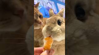 Breeder’s feeding routine Today’s snack is chewy orange Kitty wants share from the rabbit [upl. by Jamal]