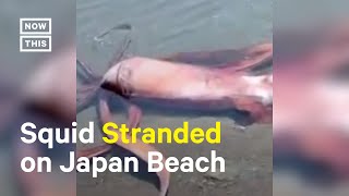 10FootLong Squid Rescued After Getting Stranded on Beach 🦑 [upl. by Pitzer]