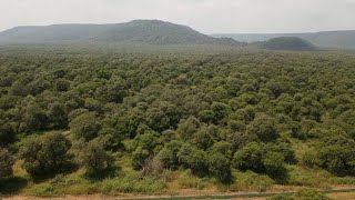 Kuno National Park से ग्राउंड रिपोर्ट यहीं क्यों लाए जा रहे चीते देखिए [upl. by Burford]