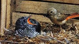 Baby CUCKOO Attacks Mother TiT for not feeding Food  brood parasitism  Cuckoo in nest [upl. by Anselme]