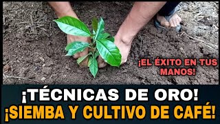 cómo sembrar café a campo definitivo técnicas y cultivo nunca antes vistas [upl. by Eniamert]