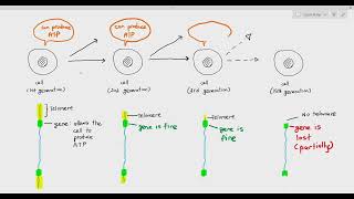 56 Telomeres and its importance Cambridge AS amp A Level Biology 9700 [upl. by Basile500]