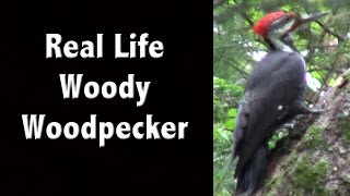 I Meet the Real Life Woody Woodpecker  Check out this Pileated Woodpecker  New Hampshire Tourism [upl. by Ahsiket79]