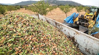 COMO se HACE la LECHE de ALMENDRAS industrial🥛 Como se CULTIVAN y COSECHAN las ALMENDRAS [upl. by Ardolino]