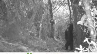 Andean Bear in Ecuador Cloud Forest [upl. by Eramal]