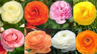 Ranunculus रोप्ने हुर्काउने र हेरचाह गर्ने उत्तम र सजिलो तरिका  Ranunculus को बल्ब कसरी रोप्ने [upl. by Hollah]