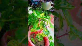 Iresine herbstii🏡 cutting Growing update foryou plantic flowers viralshorts trending plantlove [upl. by Amado]