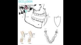 Occlusion Part 1 [upl. by Nezah]