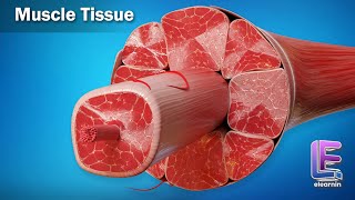 Muscle Tissue  Structural Organization in Animals  Anatomy  CBSE Class 11 Biology by Elearnin [upl. by Maxa472]