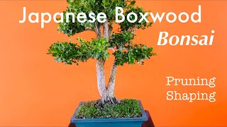 Japanese Boxwood Bonsai  Buxus Microphylla  Pruning and Shaping  May 2020 [upl. by Doehne911]