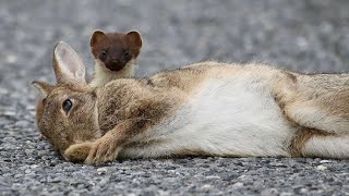 Rabbit VS Stoat Rabbit VS Stoat How can a small Stoat kill a big Rabbit [upl. by Etteraj]