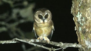 Unspotted Sawwhet Owl Calling [upl. by Gebelein]