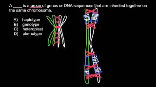 Definitions and examples of Phenotype Heteroplast Genotype Haplotype [upl. by Schilit648]