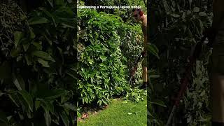 Trimming a Portuguese Laurel HEDGE [upl. by Genia]