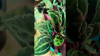 Calathea Plant കലാത്തിയ ചെടികളുടെ ഭംഗി [upl. by Doll49]