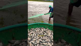 fishing riverfishhunting fishhunting fish metturdamcity lake fishermanlife ultimatefishing [upl. by Ahseim]