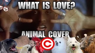 Haddaway  What Is Love Animal Cover REUPLOAD [upl. by Aratahs150]