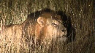 Male lion roaring at night [upl. by Brufsky]