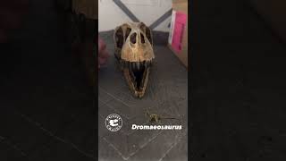 Meet Dromaeosaurus The Original Raptor dinosaur paleontology [upl. by Varin]